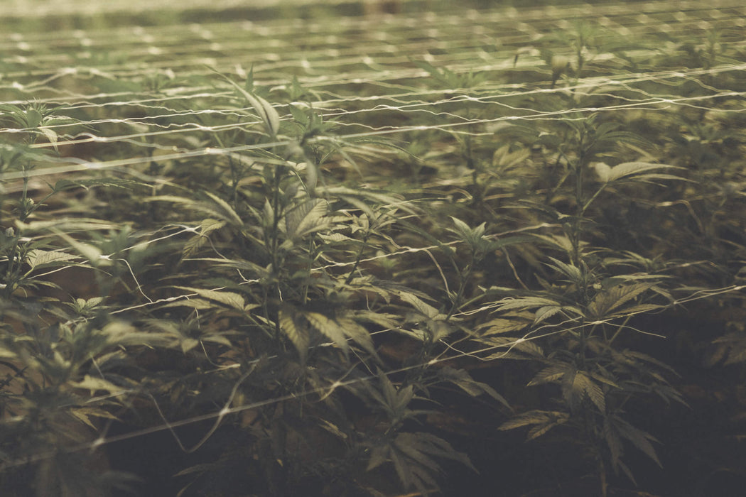 ORGANIC ELEMENTS CBD – Alles Hanf oder doch nicht? Was wir über CBD wissen!