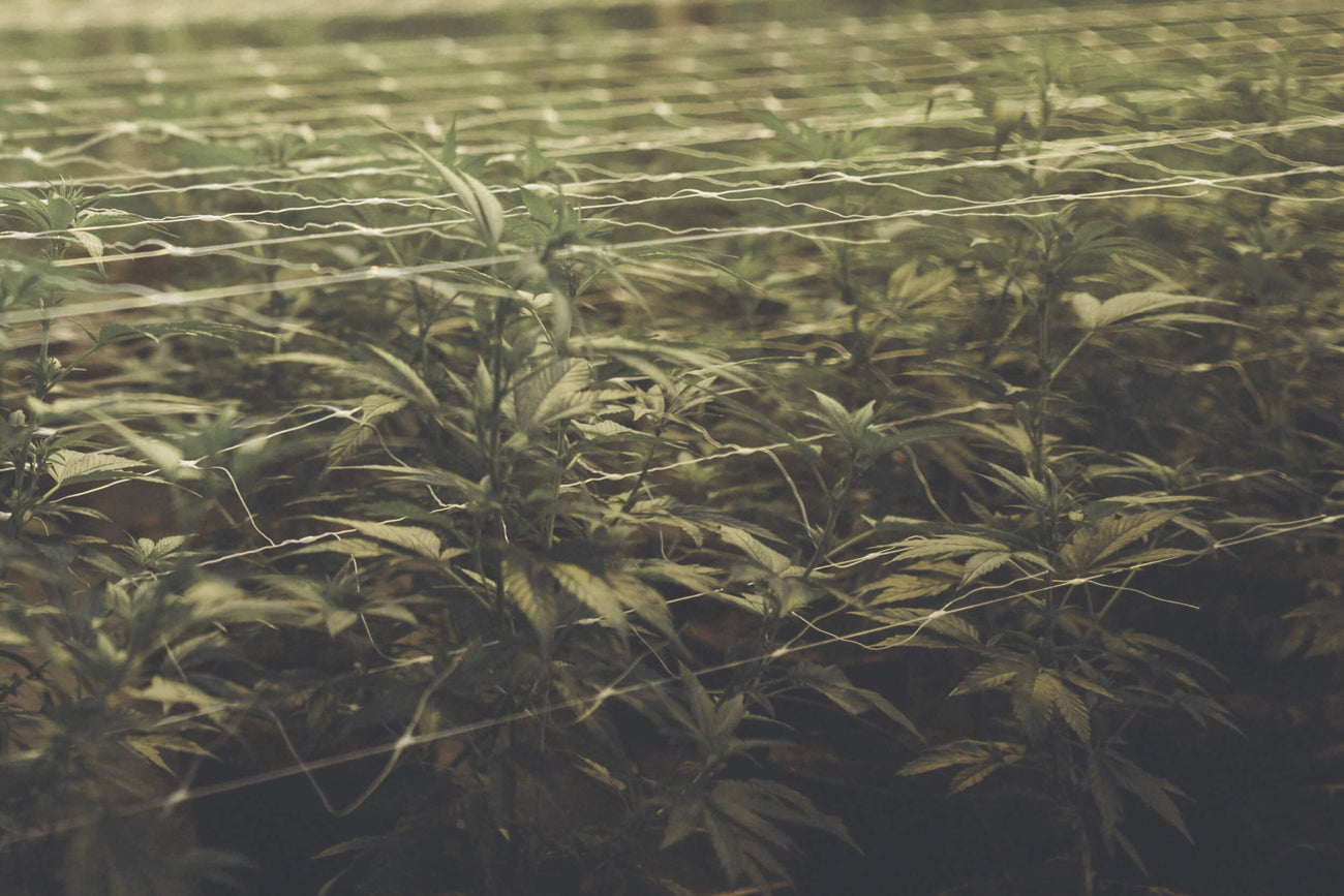 ORGANIC ELEMENTS CBD – Alles Hanf oder doch nicht? Was wir über CBD wissen!